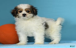 Bichon Frise dogs for sale: Moana - Image 7