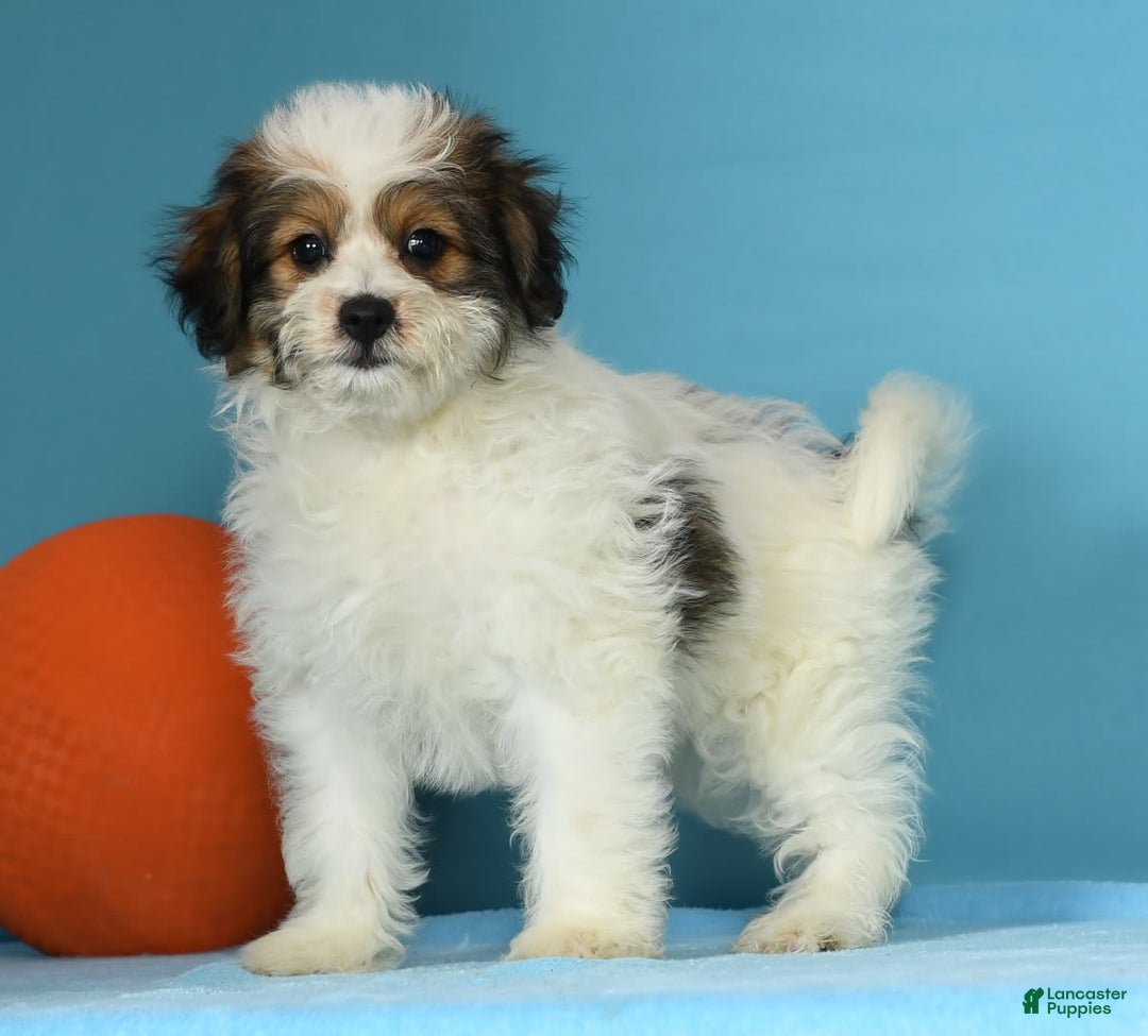 Bichon Frise dogs for sale: Moana - Image 7