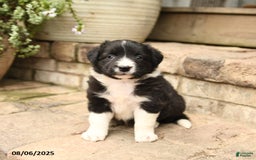 Border Collie dogs for sale: Mandy - Image 1