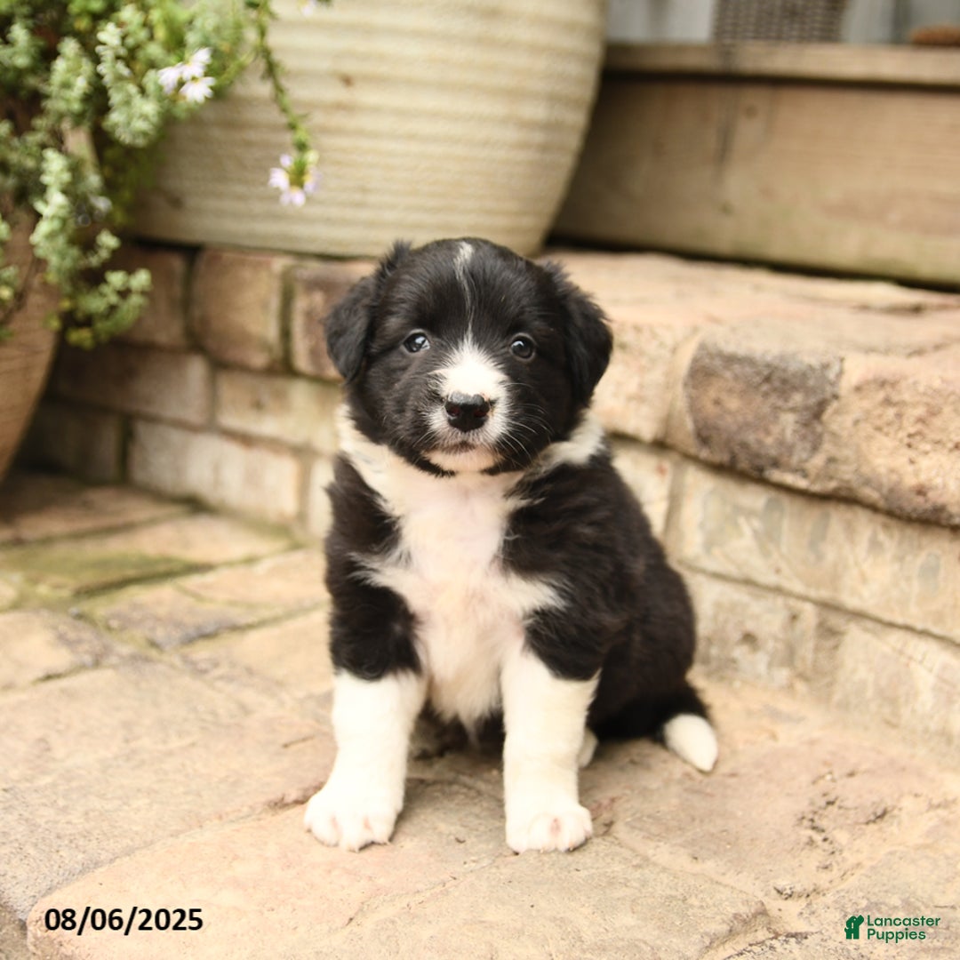 Border Collie dogs for sale: Mandy - Image 1