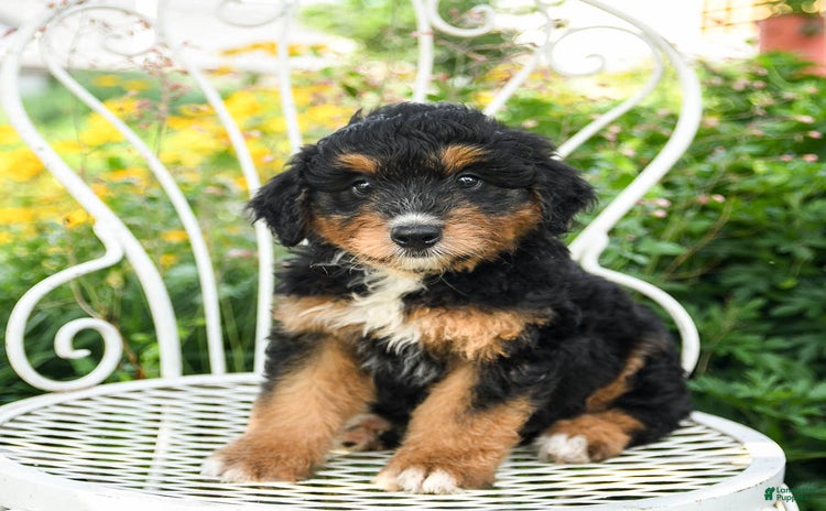 Mini Aussiedoodle dogs - Advert 1