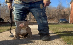 French Bulldog dogs for sale: Amaya Papaya - Image 8