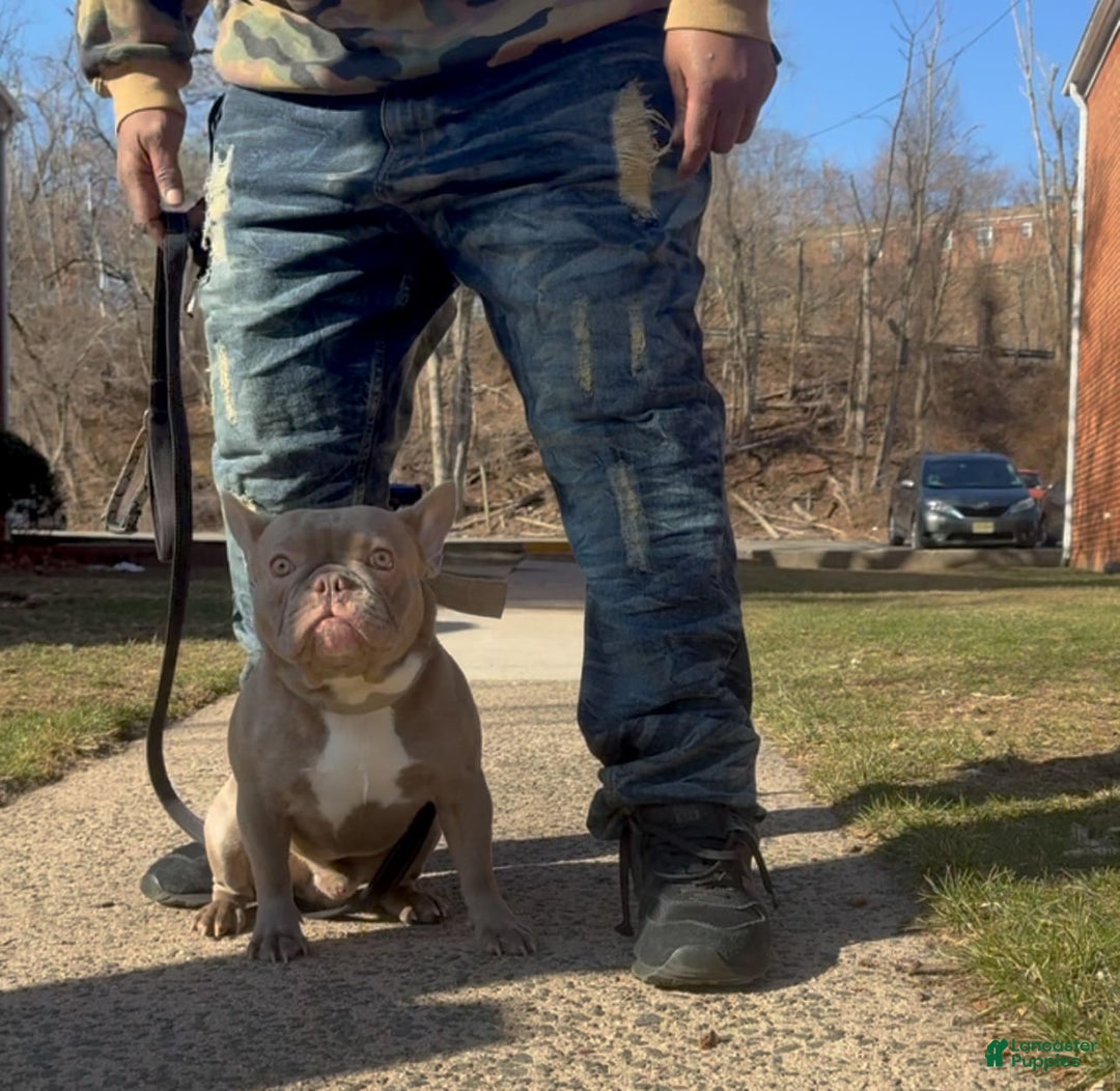 French Bulldog dogs for sale: Amaya Papaya - Image 8