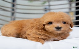 Maltipoo dogs for sale: Vera - Image 6