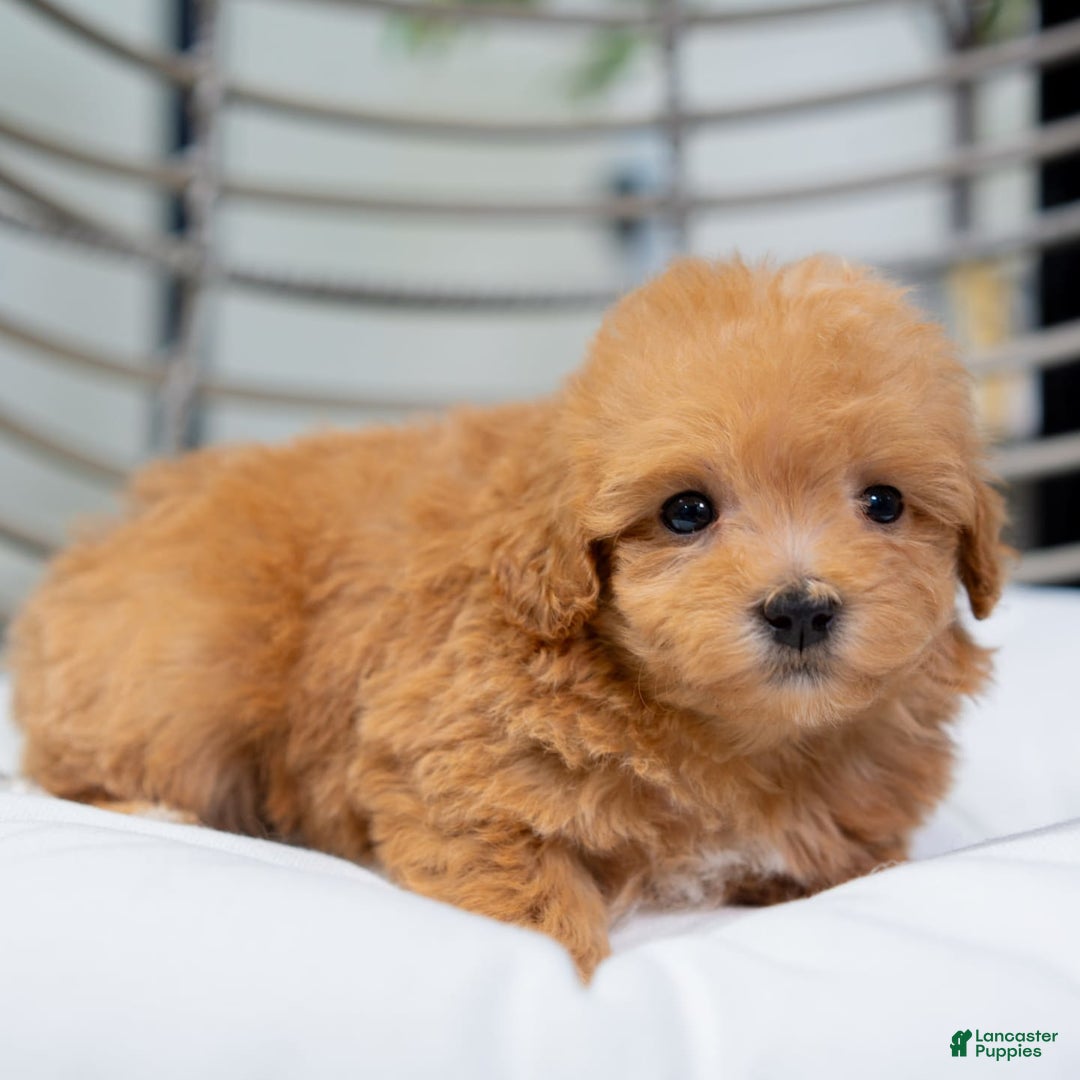 Maltipoo dogs for sale: Vera - Image 6