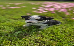 Australian Shepherd dogs for sale: Jose - Image 4
