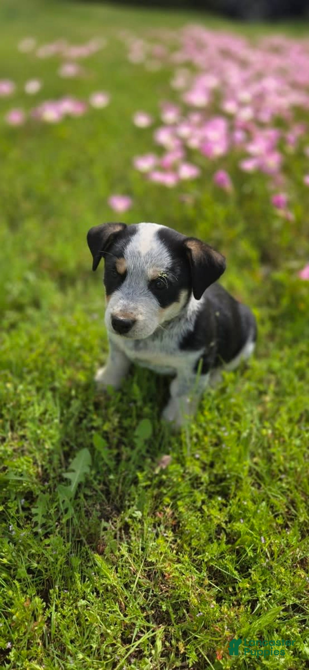 Australian Shepherd dogs for sale: Jose - Image 4