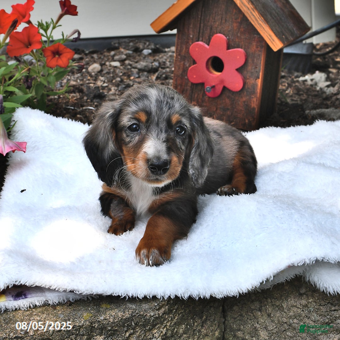 Miniature Dachshund dogs for sale: Musketeer - Special Needs - Image 3