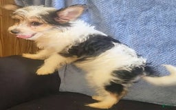 Yorkiepoo dogs for sale: Shirley - Image 9