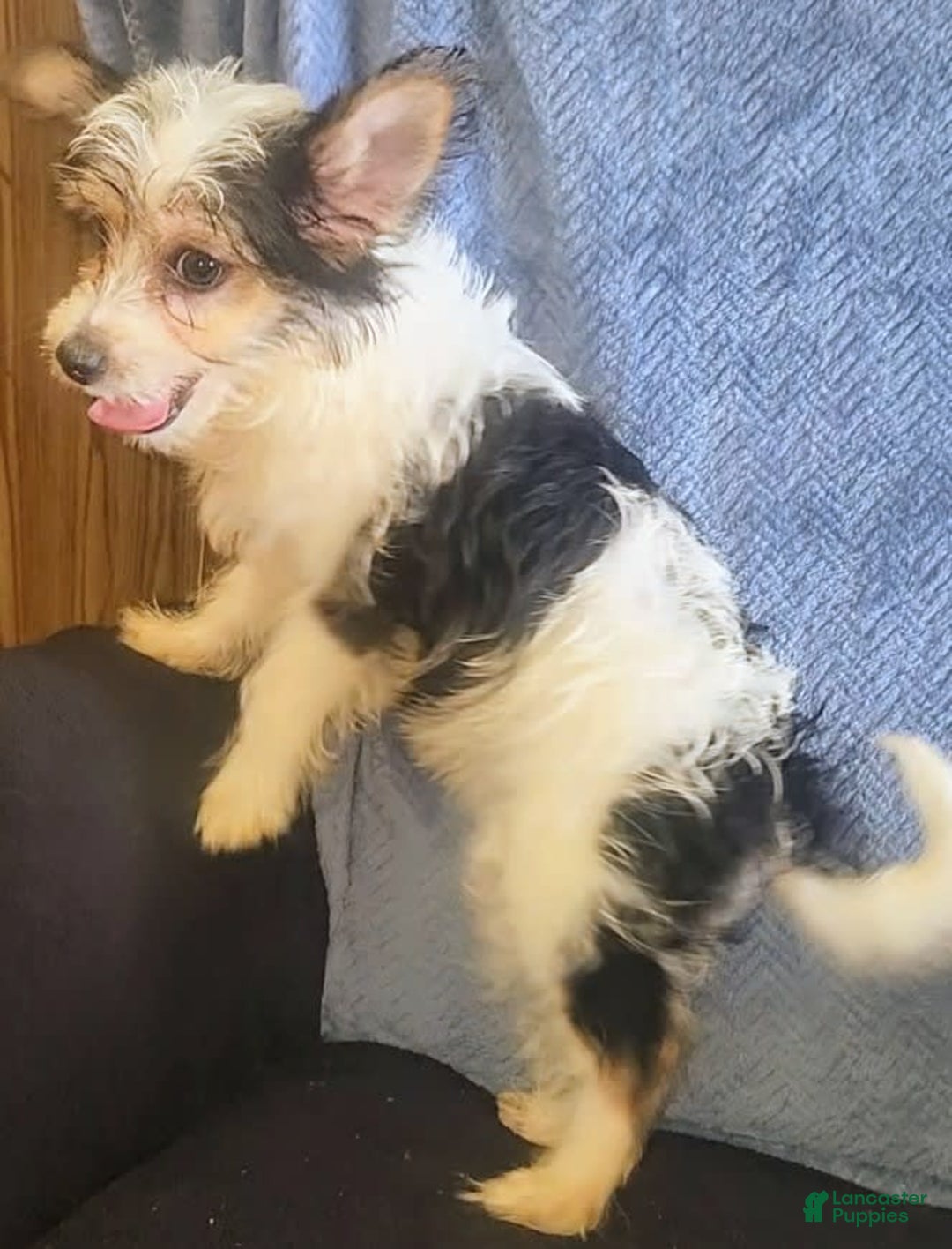 Yorkiepoo dogs for sale: Shirley - Image 9