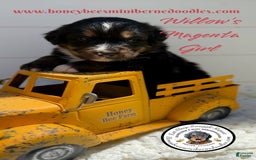 Mini Bernedoodle dogs for sale: Willows Magenta Girl - Image 3