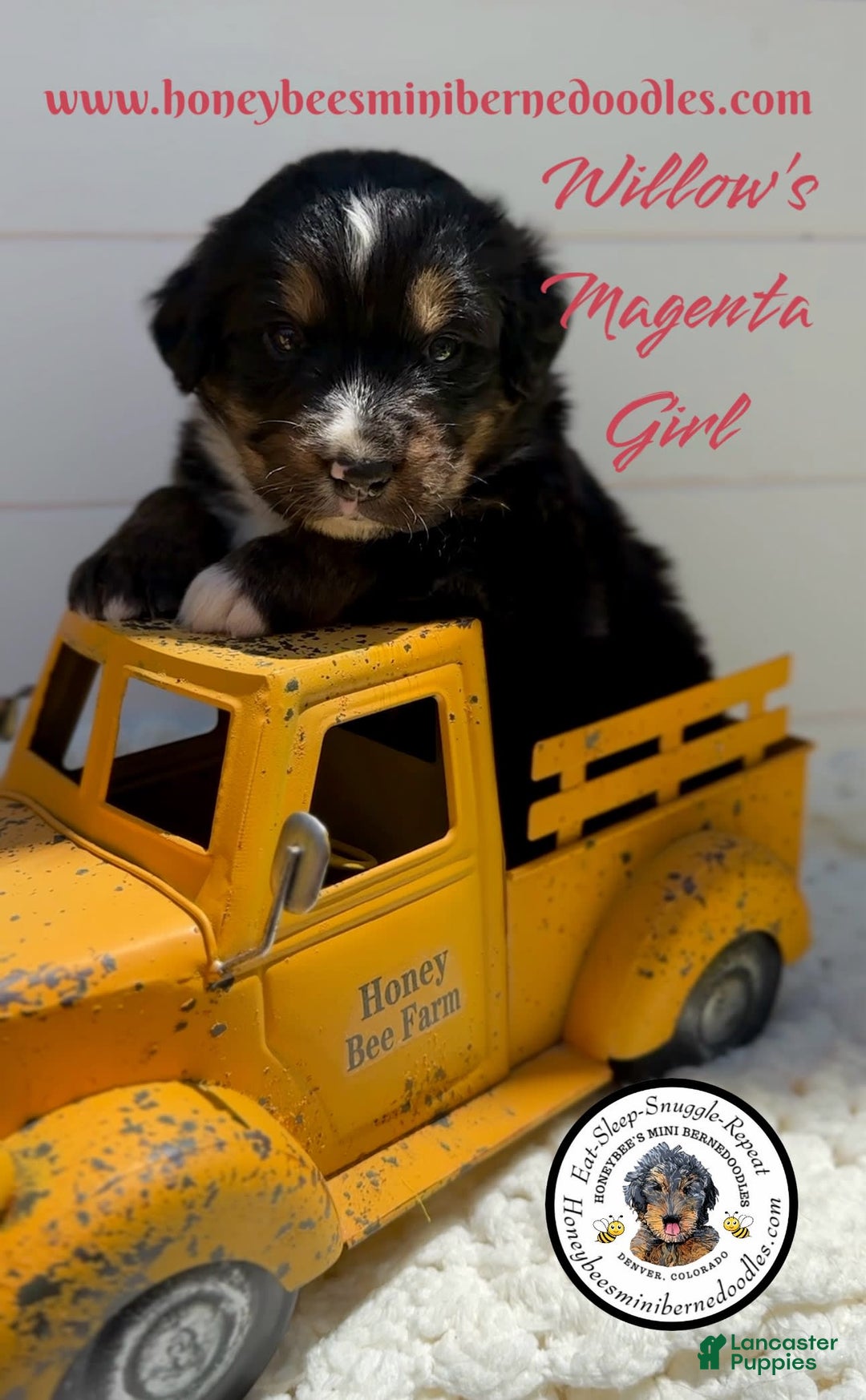 Mini Bernedoodle dogs for sale: Willows Magenta Girl - Image 3