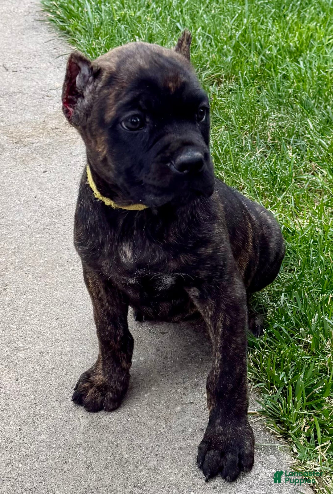 Cane Corso dogs for sale: Bridget - Image 13
