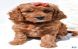 Mini Goldendoodle dogs for sale: Rambo - Image 8