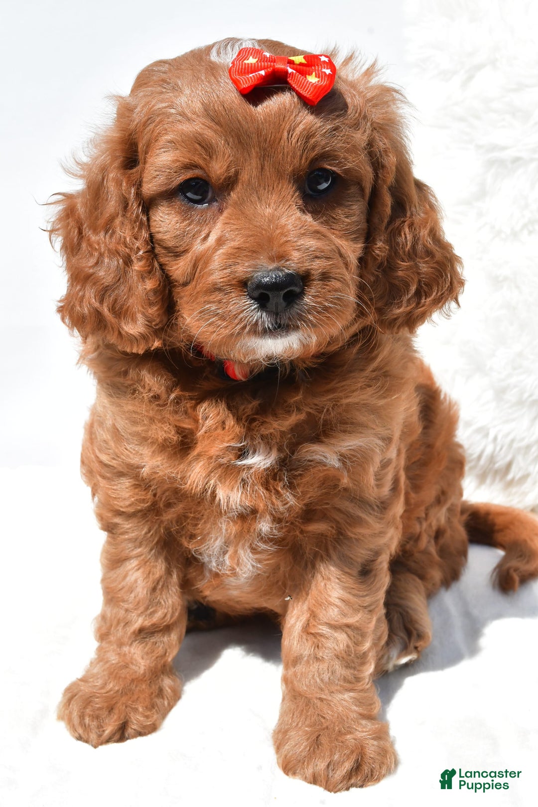 Mini Goldendoodle dogs for sale: Rambo - Image 8