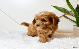 Cavapoo dogs for sale: Hope - Image 3