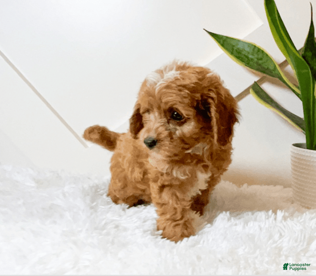Cavapoo dogs for sale: Hope - Image 3