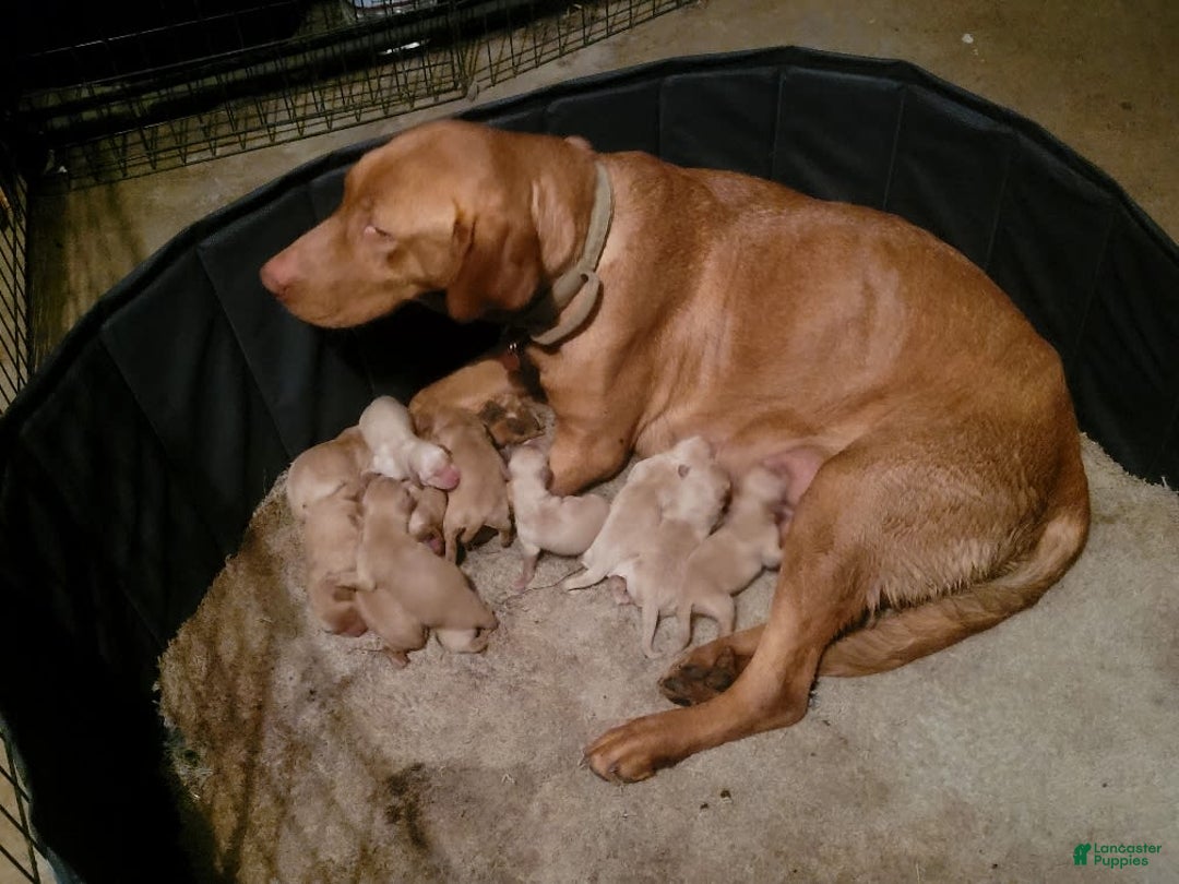Labrador Retriever dogs for sale: 3 Yellow Males - Image 2
