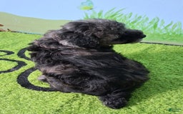 Mini Aussiedoodle dogs for sale: Rosemary - Image 5