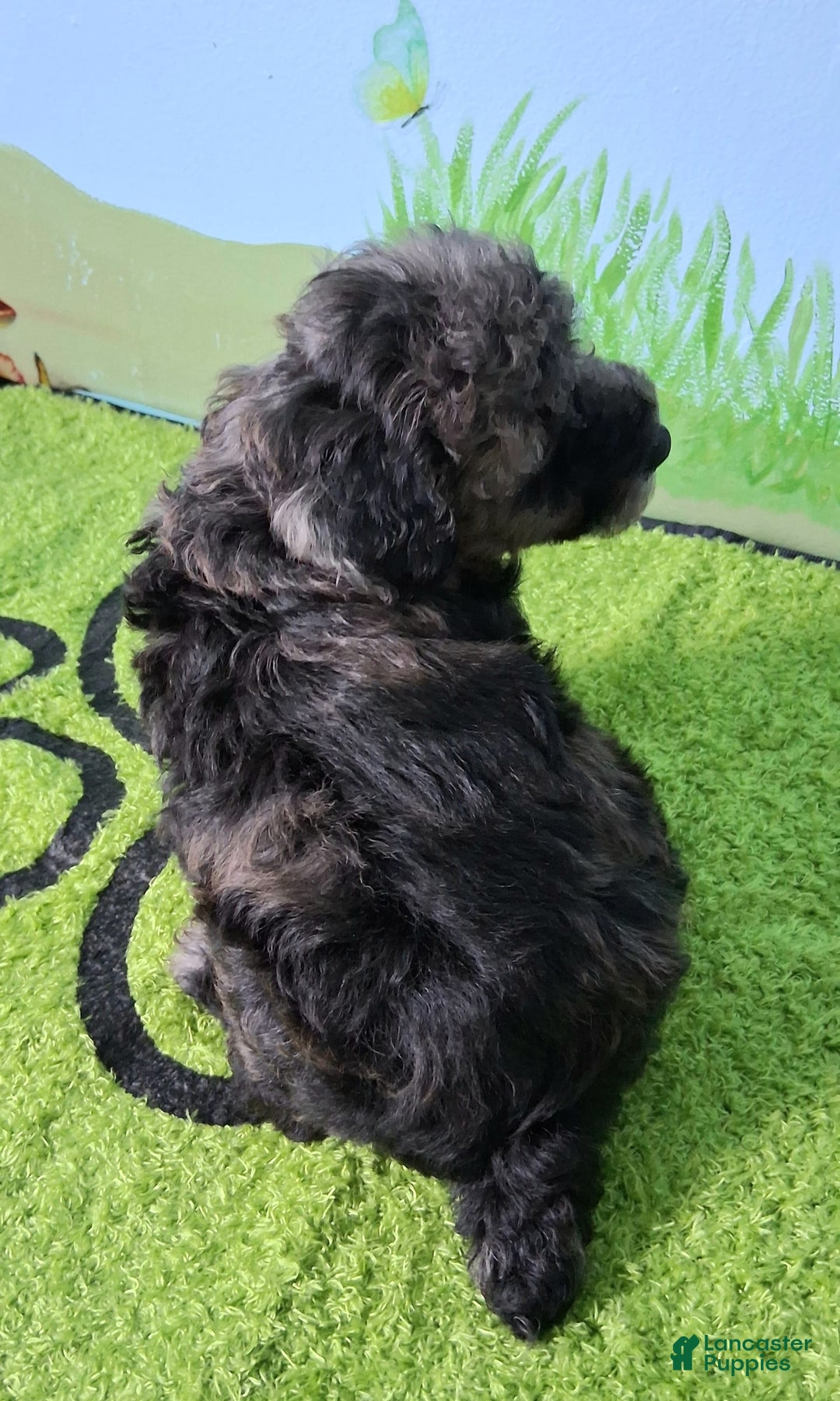 Mini Aussiedoodle dogs for sale: Rosemary - Image 5