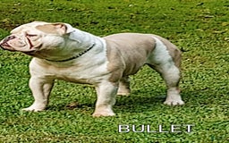 Olde English Bulldogge dogs for sale: BRIAR - Image 9