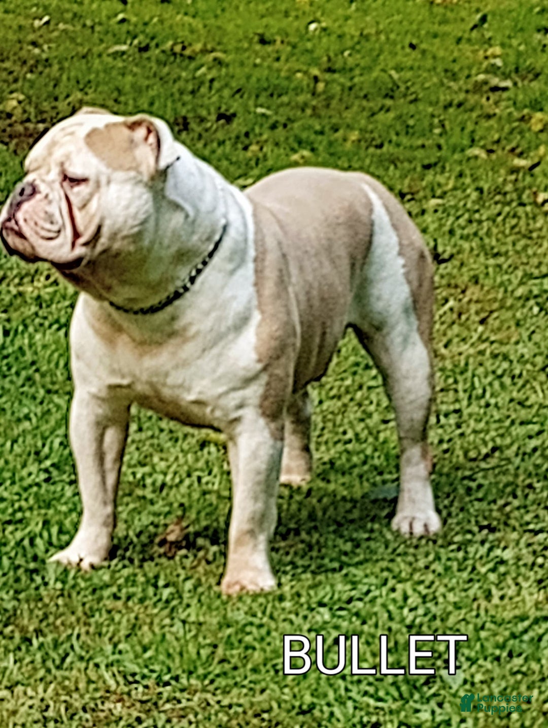 Olde English Bulldogge dogs for sale: BRIAR - Image 9