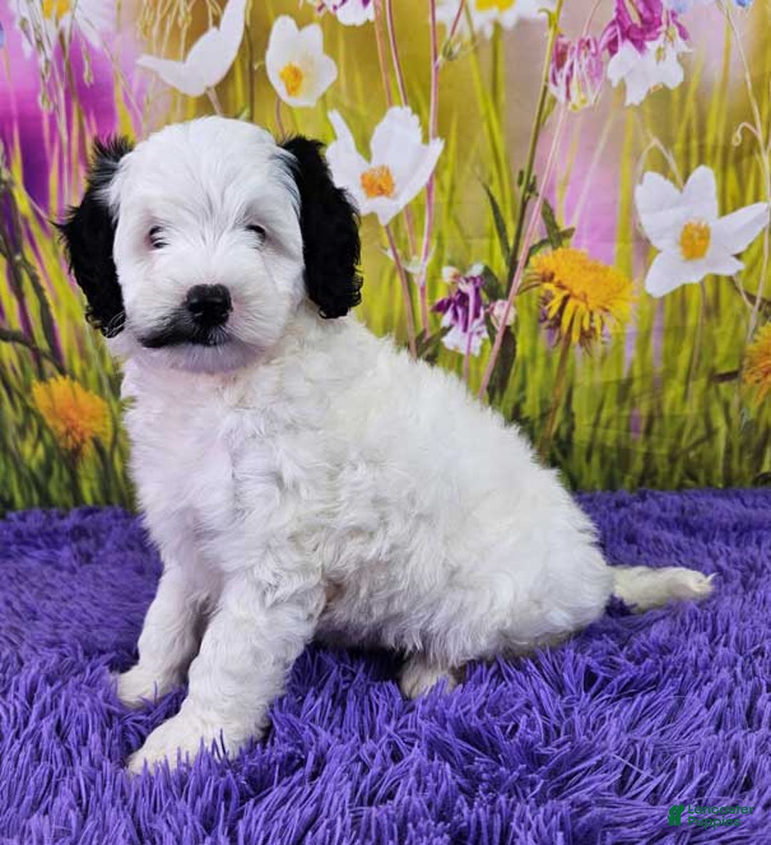  dogs for sale: Whitney - Image 10