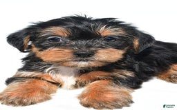 Shorkie dogs for sale: Wafa - Image 4