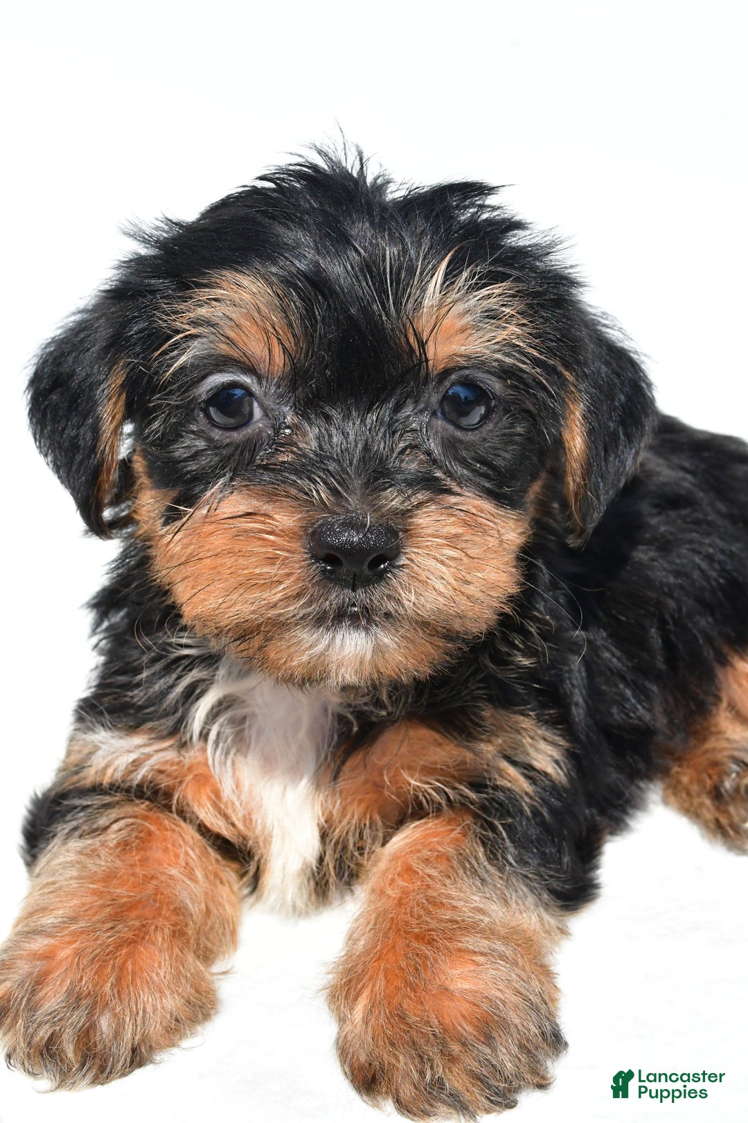 Shorkie dogs for sale: Wafa - Image 4