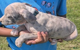 American Bully dogs for sale: Green Girl - Image 6