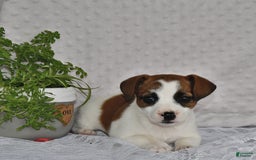Jack Russell Terrier dogs for sale: Jamima - Image 6