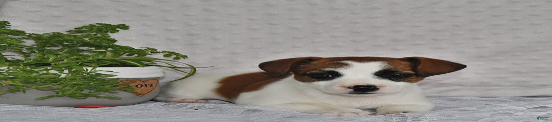 Jamima