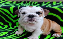 English Bulldog dogs for sale: Rumble - Image 10