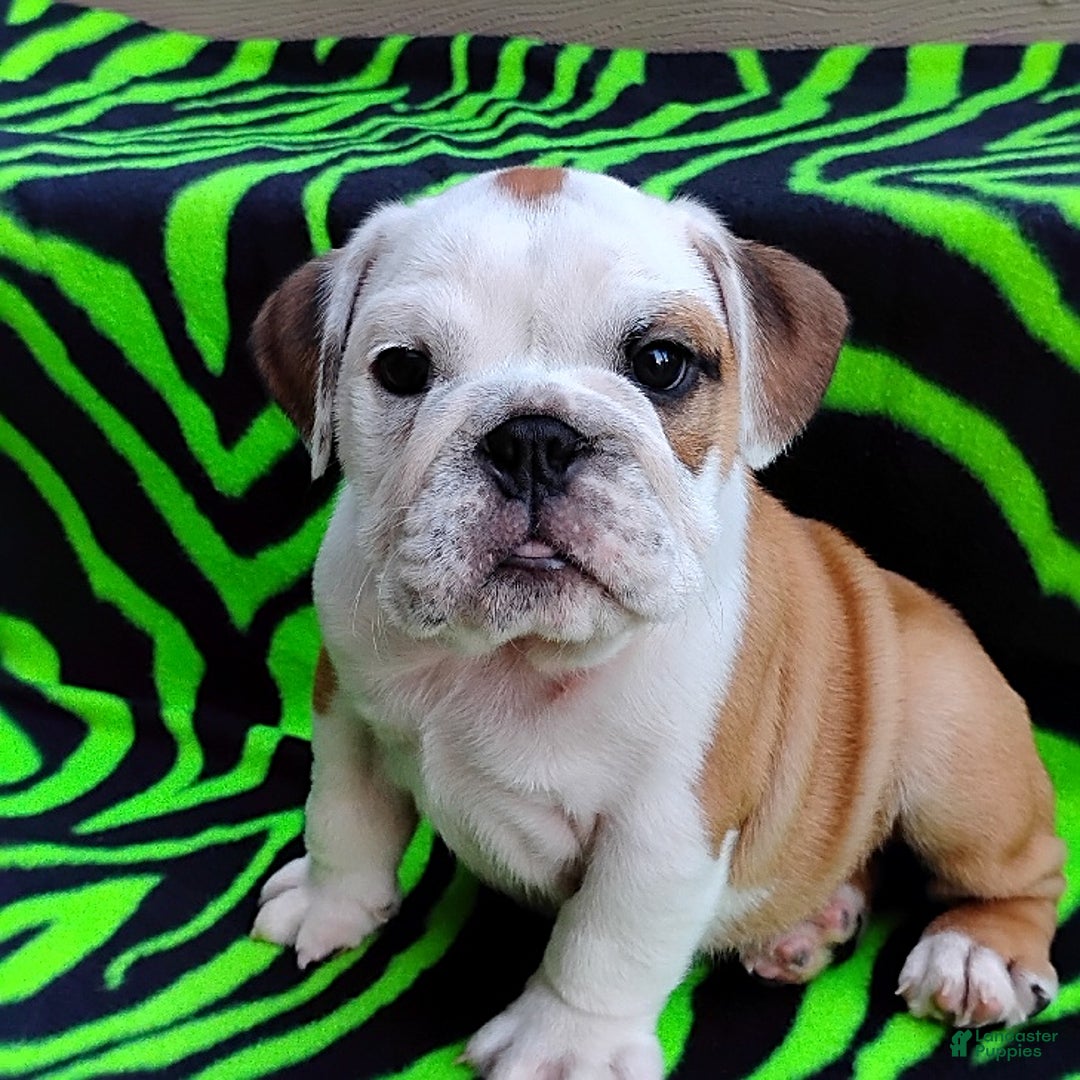 English Bulldog dogs for sale: Rumble - Image 10