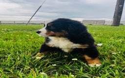 Bernese Mountain Dog dogs for sale: Graciana - Image 2