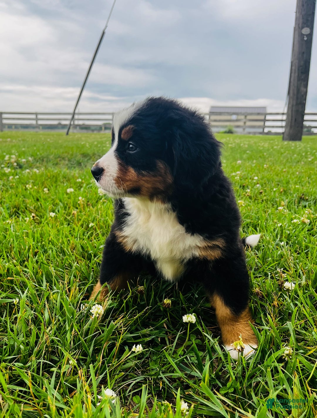Bernese Mountain Dog dogs for sale: Graciana - Image 2