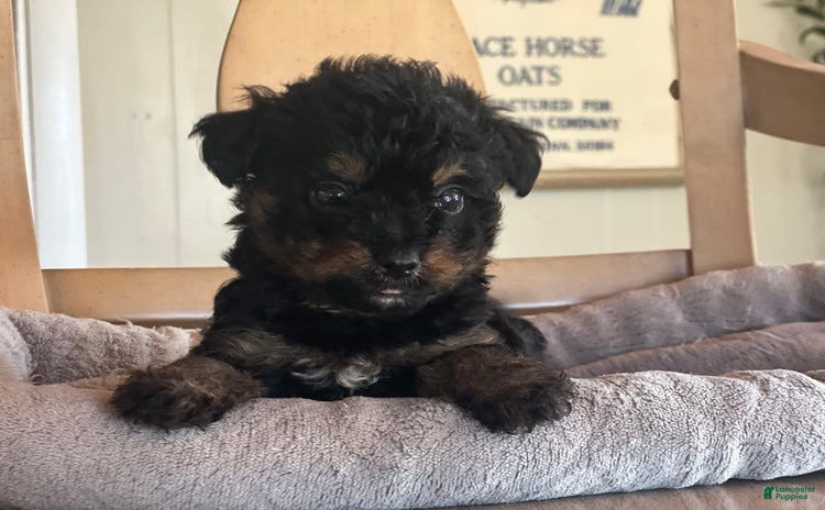 Bernedoodle dogs for sale - Ad 2