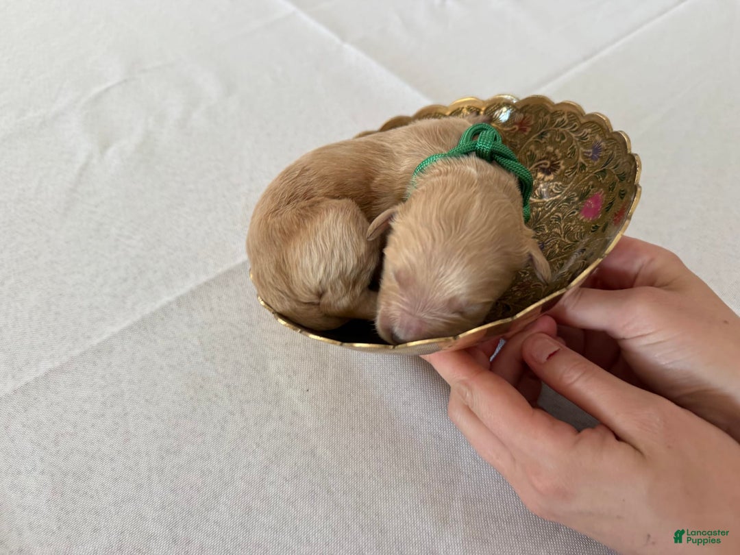 Goldendoodle dogs for sale: Lilly Penelope - Image 1