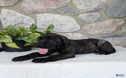 English Mastiff dogs for sale: Bruno - Image 12