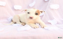 Siberian Husky dogs for sale: Brandy - Image 6