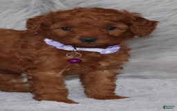 Mini Goldendoodle dogs for sale: Cami - Image 26