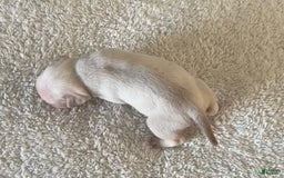 Pug dogs for sale: Pink Chinchilla Male - Image 3