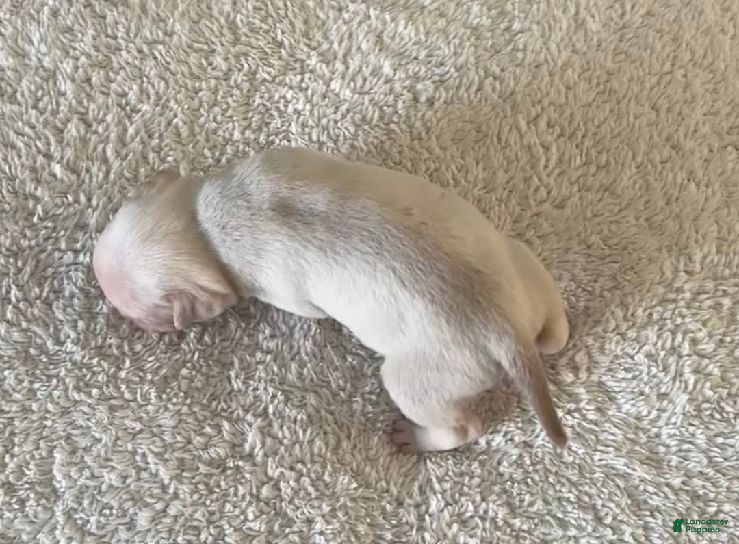 Pug dogs for sale: Pink Chinchilla Male - Image 3
