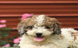 Miniature Poodle dogs for sale: Lucky - Image 9