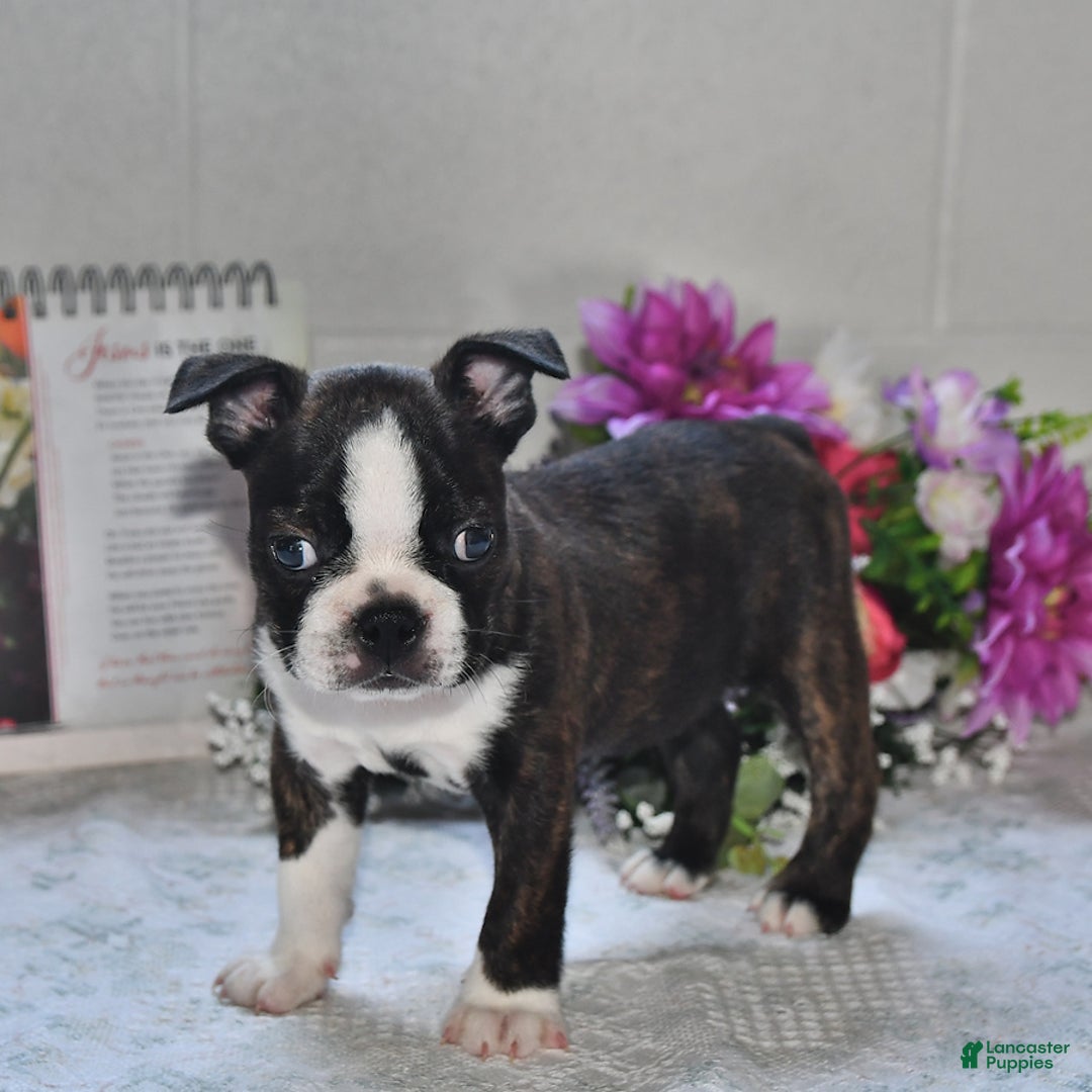 Boston Terrier dogs for sale: Harley - Image 4