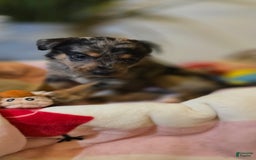 Labrador Retriever dogs for sale: Casper - Image 14