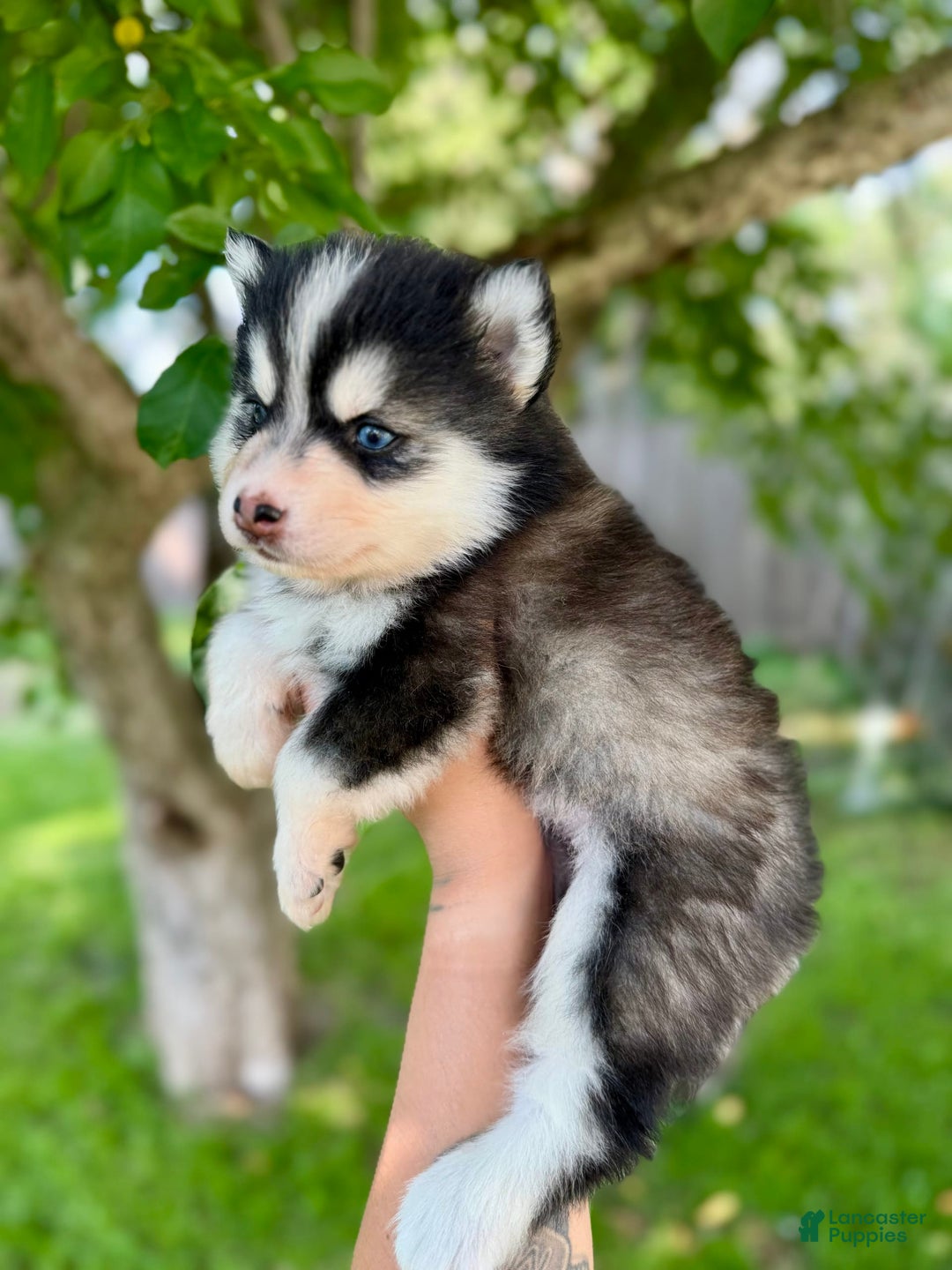Pomsky dogs for sale: Iris - Image 5