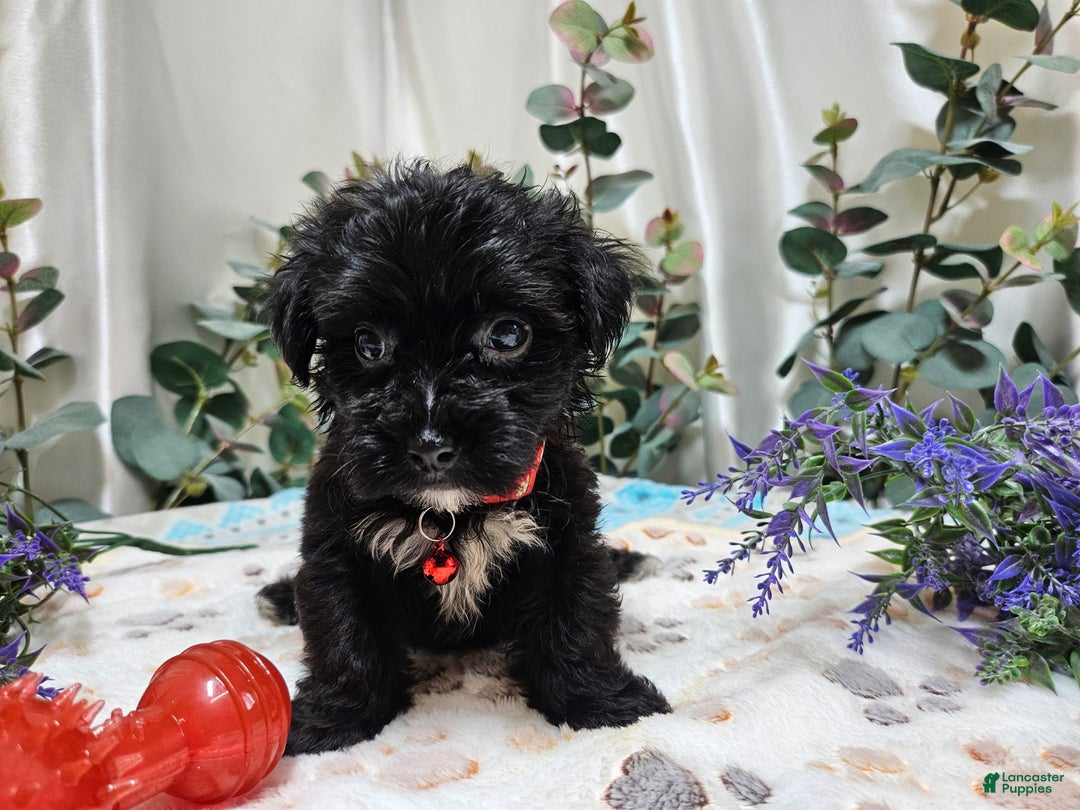 Morkie dogs for sale: Wesley - Image 2