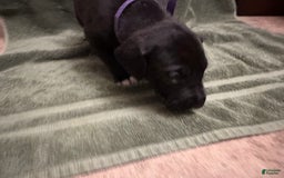 Great Dane dogs for sale: Purple Girl - Image 1