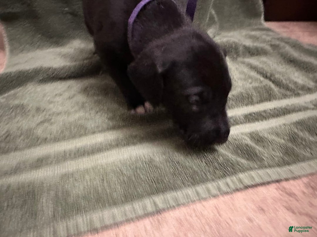 Great Dane dogs for sale: Purple Girl - Image 1